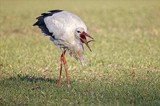 White stork (Ciconia ciconia) foraging in a meadow