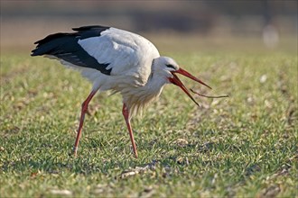 White stork (Ciconia ciconia) foraging in a meadow