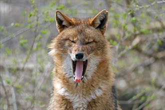 Golden jackal (Canis aureus) yawns