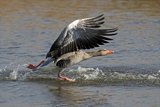 Greylag goose (Anser anser) flying