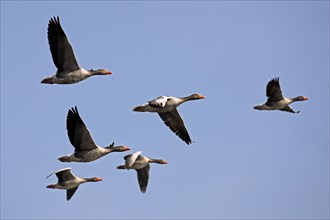 Greylag geese (Anser anser) flying