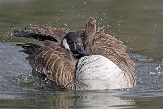 Canada goose (Ardea cinerea) bathing