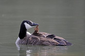Canada goose (Ardea cinerea) bathing