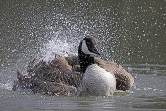 Canada goose (Ardea cinerea) bathing