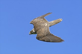 Saker falcon (Falco cherrug) flying