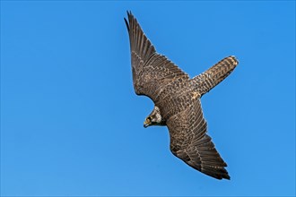 Saker falcon (Falco cherrug) flying