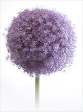 Purple flowering ornamental garlic