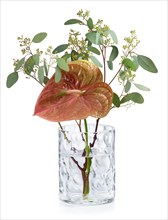 Red-green Calla (Calla) and Eucalyptus branch (Eucalyptus) in glass vase