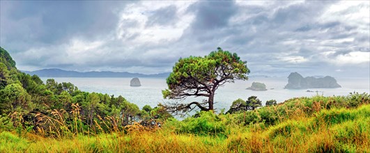 Coastline of Mercury Bay with pine forests and small islands