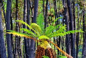 Tree fern (Cyatheales) in Wai-O-Tapu thermal area