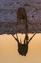 Giraffe drinking at a waterhole