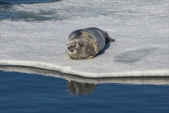 Ringed seal (Pusa hispida) lying on an ice floe