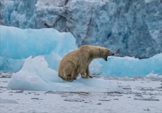 Polar bear (Ursus maritimus) with open mouth sitting on a ice floe in front of a glacier