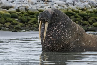 Walrus (Odobenus rosmarus) looking out from the water