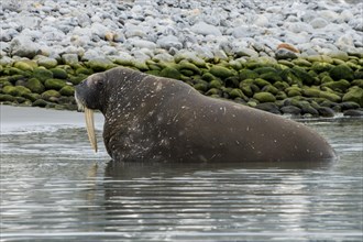 Walrus (Odobenus rosmarus) looking out from the water