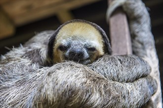 Pale-throated sloth (Bradypus tridactylus)