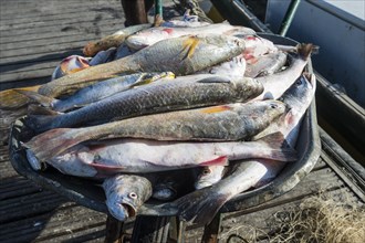 Fresh fishes for sale in Kourou