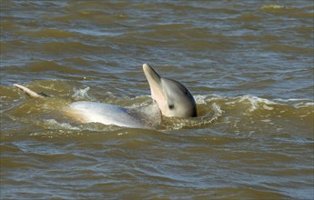 Guiana dolphin (Sotalia guianensis) in Suriname river near Paramaribo