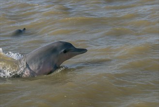 Guiana dolphins (Sotalia guianensis) in Suriname river near Paramaribo
