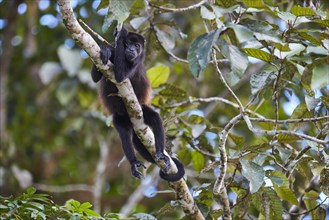 Howler monkey (Alouatta) lying on tree branch