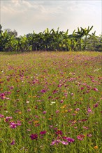 Colourful flower meadow in front of banana trees