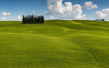 Tuscan landscape with cluster of trees