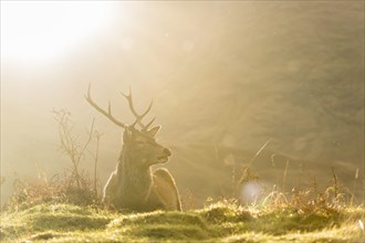Red deer (Cervus elaphus) in soft morning light