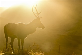 Red deer (Cervus elaphus) in soft morning light