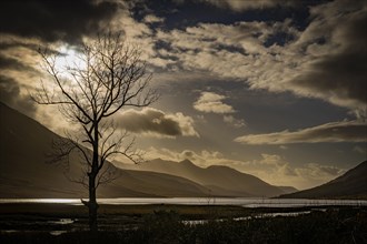 Birch (Betula) in backlight and dramatic clouds with Loch Etive in the background