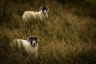 Scottish Blackface Domestic sheep (Ovis gmelini aries) on Meadow