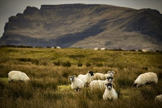 Scottish Blackface Domestic sheep (Ovis gmelini aries) in a meadow off mountain range