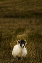 Scottish Blackface Domestic sheep (Ovis gmelini aries) in a meadow