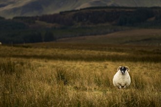 Scottish Blackface Domestic sheep (Ovis gmelini aries) in a meadow