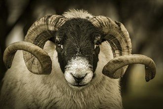 Scottish Blackface Domestic sheep (Ovis gmelini aries) with big horns in a meadow