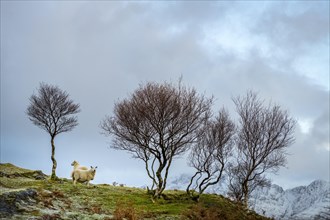 Domestic sheep (Ovis gmelini aries) with Birch (Betula) in Highland Landt with winter Cullins Mountains