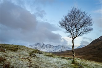 Birch (Betula) in Highland landscape with wintry Cullins Mountains