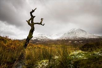 Dead tree in front of Highland landscape with snowy Cullin mountains in the background