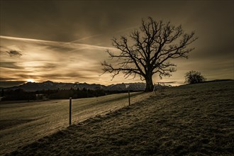 Leafless tree in front of a dramatic sky with Alpine chain in the background
