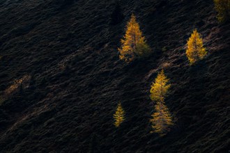 Autumnal larch (Larix decidua) on a dark mountain slope