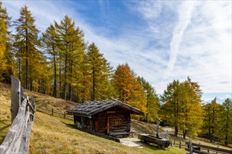 Mountain hut in a meadow with autumnal larch (Larix decidua) in the back
