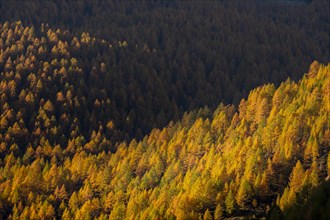 Autumn mountain larch forest (Larix decidua) with light and shade
