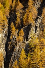 Autumn mountain larch forest (Larix decidua) Vals