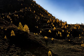 Larch (Larix decidua) on a dark mountain slope