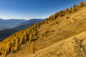 Autumnal larch forest on a mountain slope against a blue sky