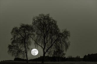 Full moon with bare Birches (Betula)