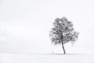 Single tree with field cross in winter light landscape