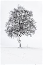 Single tree with field cross in winter light landscape