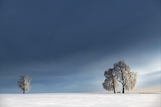 Snow-covered Birches (Betula) in winter landscape in front of a blue cloudy sky