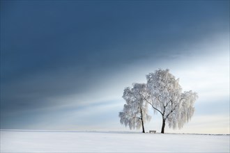 Snow-covered Birches (Betula) in winter landscape in front of a blue cloudy sky