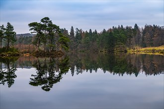 Forest landscape with reflection in the lake